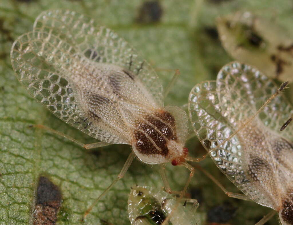 Image of Gargaphia tiliae (Walsh 1864)