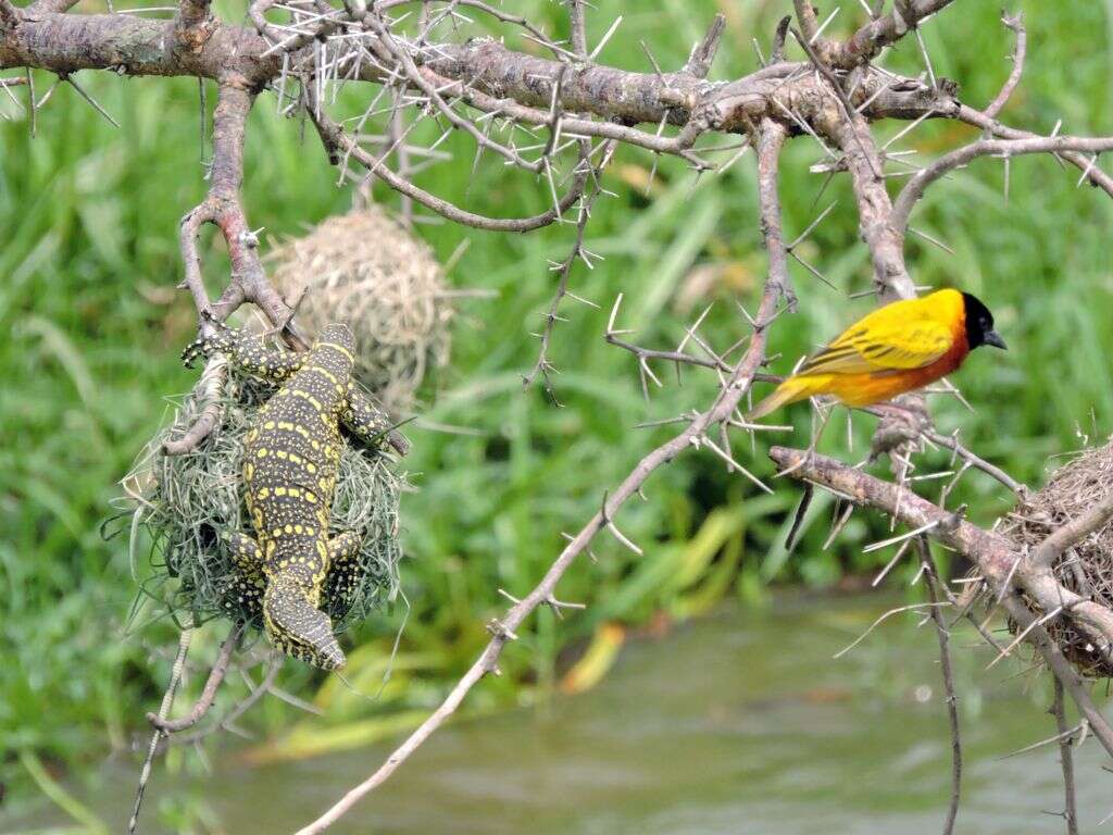 Image of monitor lizards