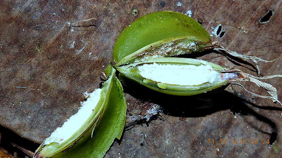 Image of Prosthechea aemula (Lindl.) W. E. Higgins