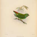 Image of Pygmy Hanging-Parrot
