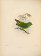 Image of hanging parrot