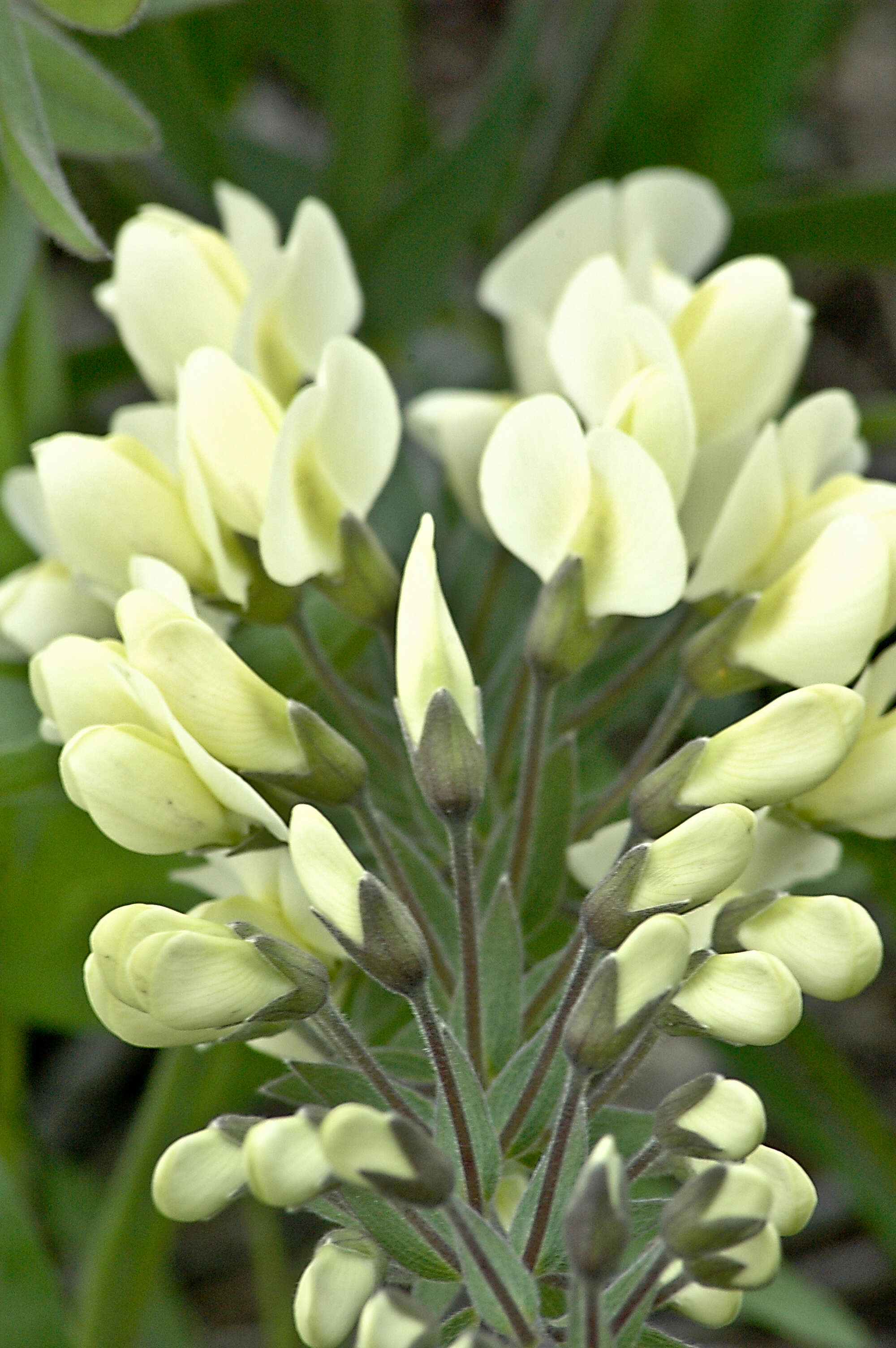 Image of longbract wild indigo