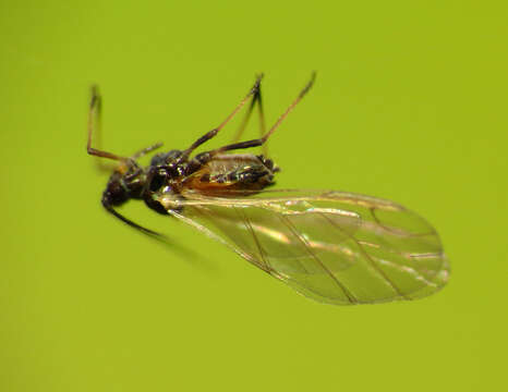 Image of Rose Aphid