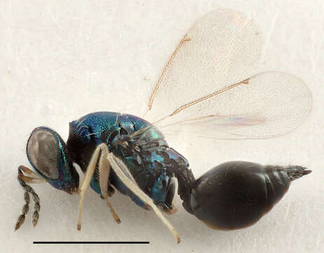 Image of eulophid wasps