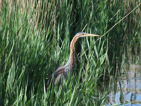 Image of Ardea Linnaeus 1758