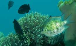 Image of Staghorn damsel