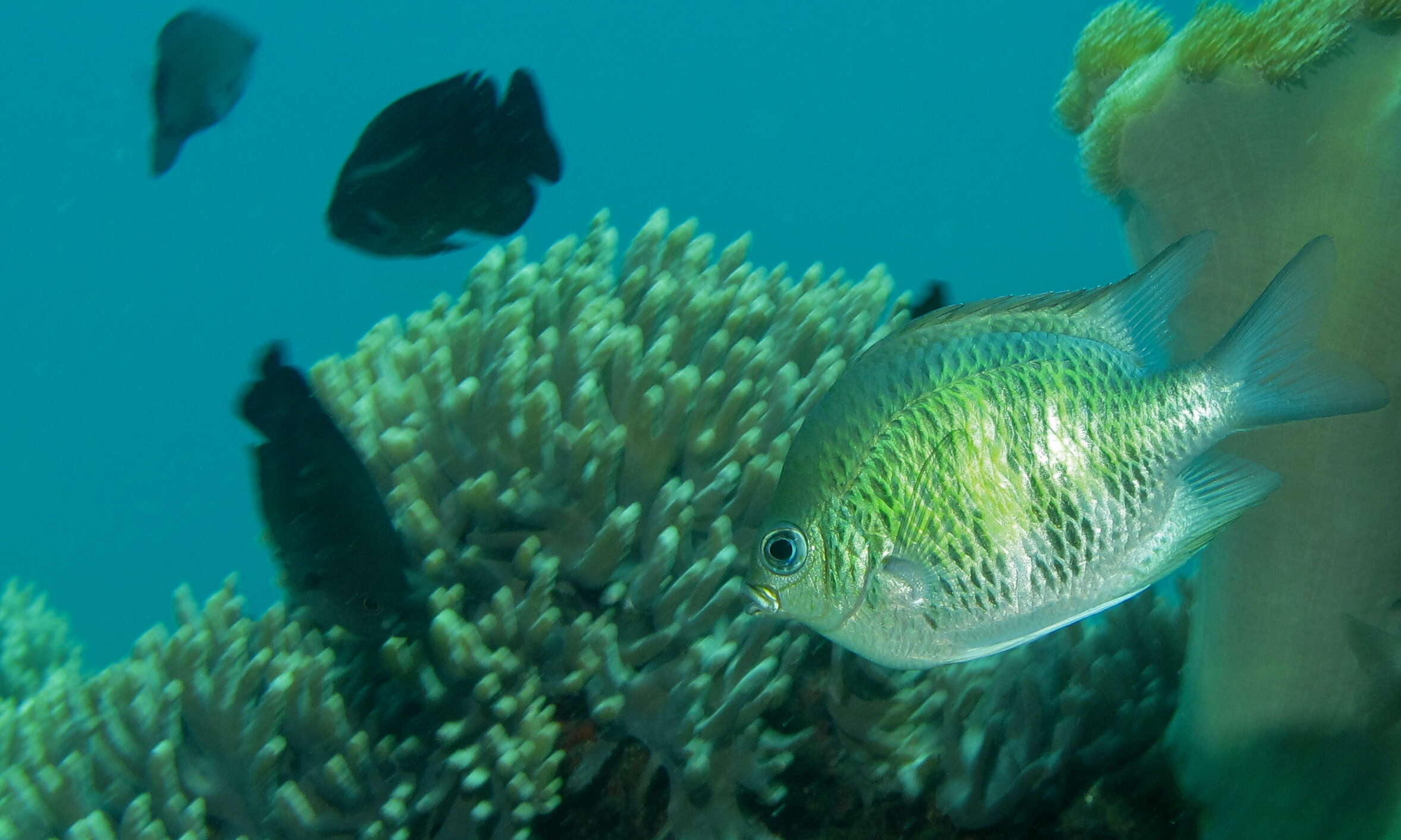 Image of Damselfish