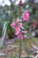 Plancia ëd Epacris impressa Labill.