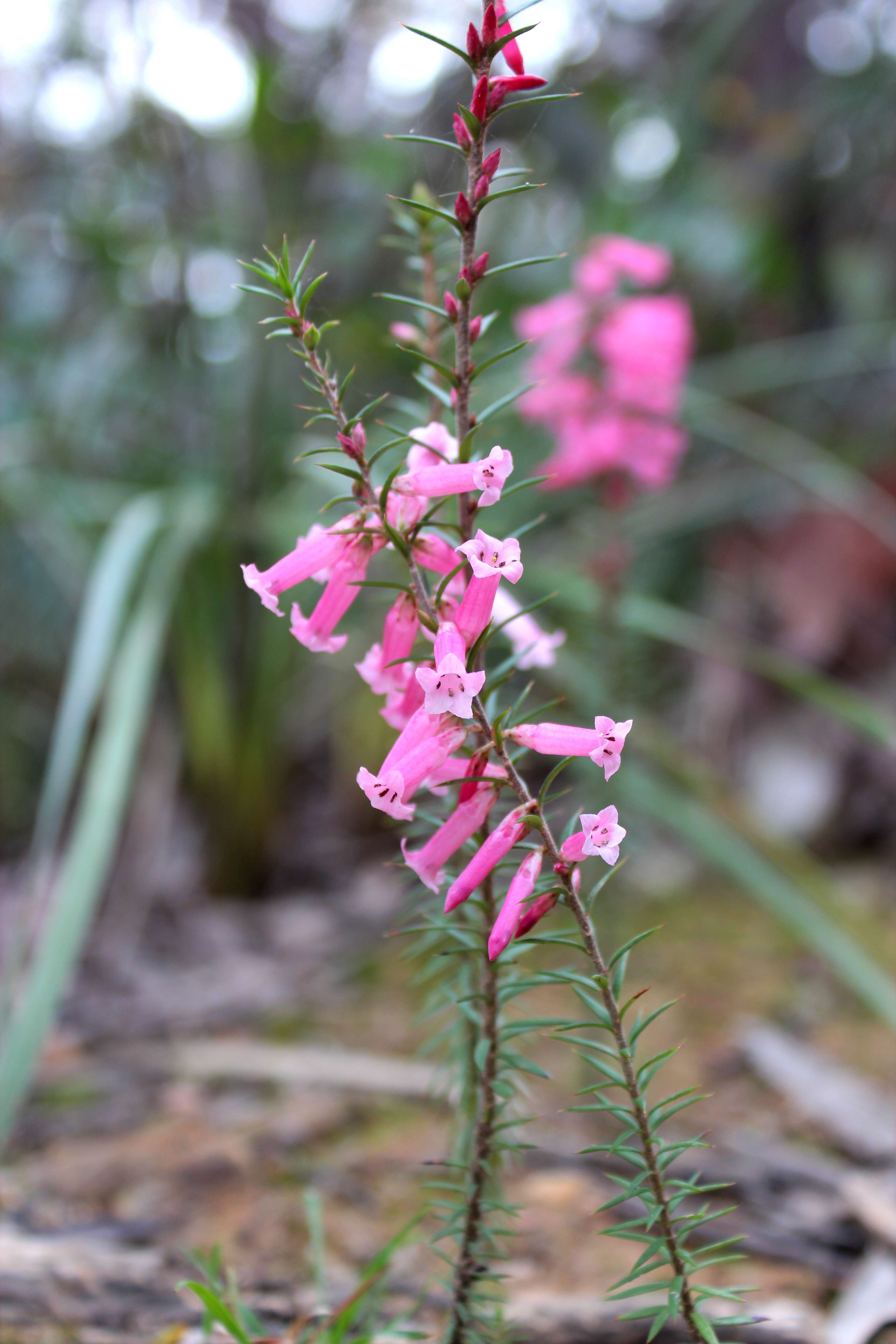 Plancia ëd Epacris impressa Labill.