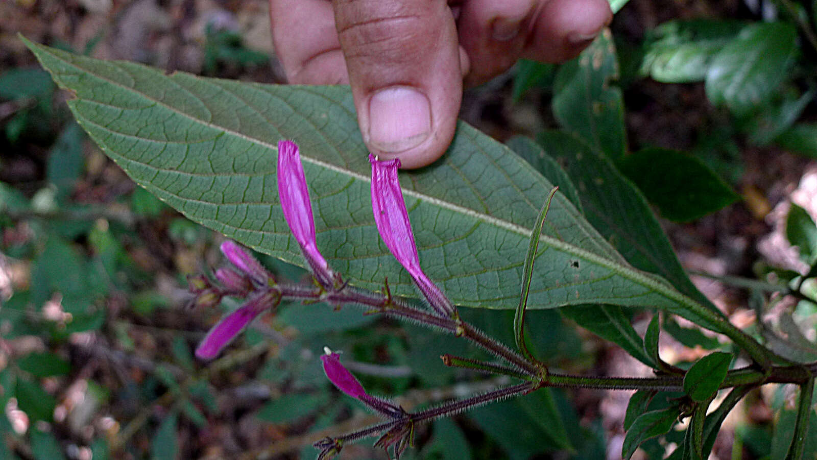 Image of Ruellia cearensis Lindau