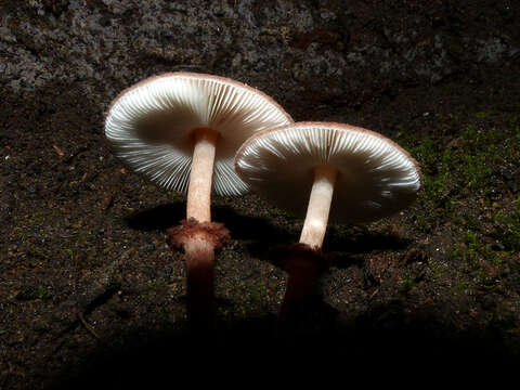 Plancia ëd Lepiota haemorrhagica Cleland 1931