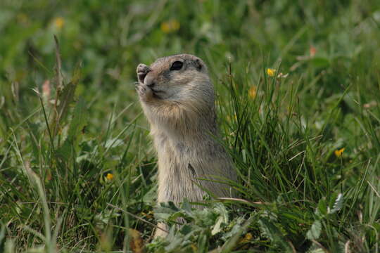 Image of European Ground Squirrel