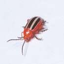 Imagem de Disonycha leptolineata Blatchley 1917