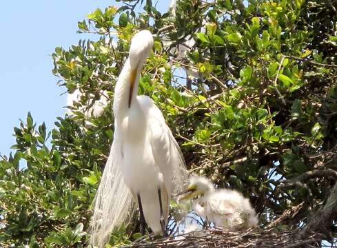 Image of Great Egret