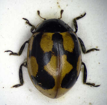 Image of twospotted lady beetle