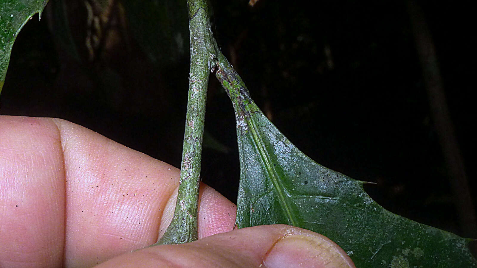 Image of Sorocea longipedicellata A. F. P. Machado, M. D. M. Vianna & Romaniuc