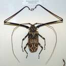 Image of Harlequin Beetle