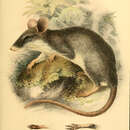 Imagem de Echiothrix leucura Gray 1867