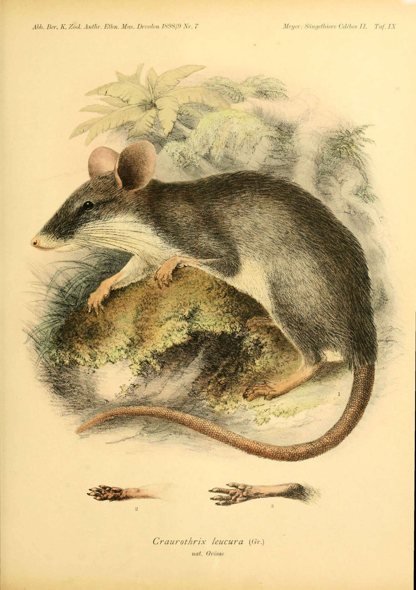 Image de Echiothrix leucura Gray 1867