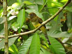 Image of Trogon Brisson 1760