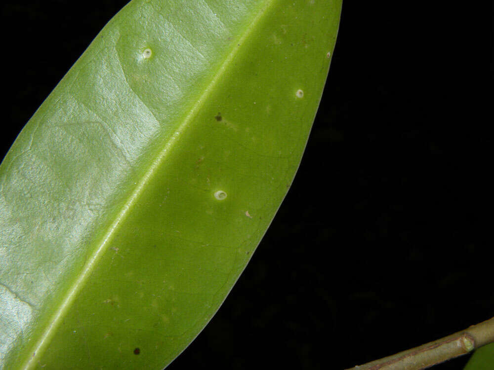 Image of Sarcopera sessiliflora (Triana & Planch.) H. G. Bedell