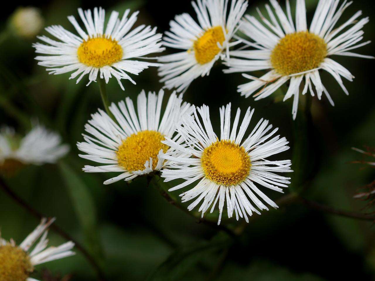 Image de Leptostelma maximum