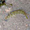 Image of Earmuff wrasse