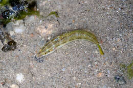 Image of Earmuff wrasse