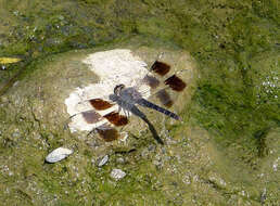 Image of Banded Groundling