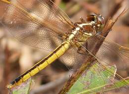 Image of Libellula Linnaeus 1758