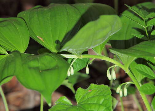 Image de Polygonatum latifolium (Jacq.) Desf.