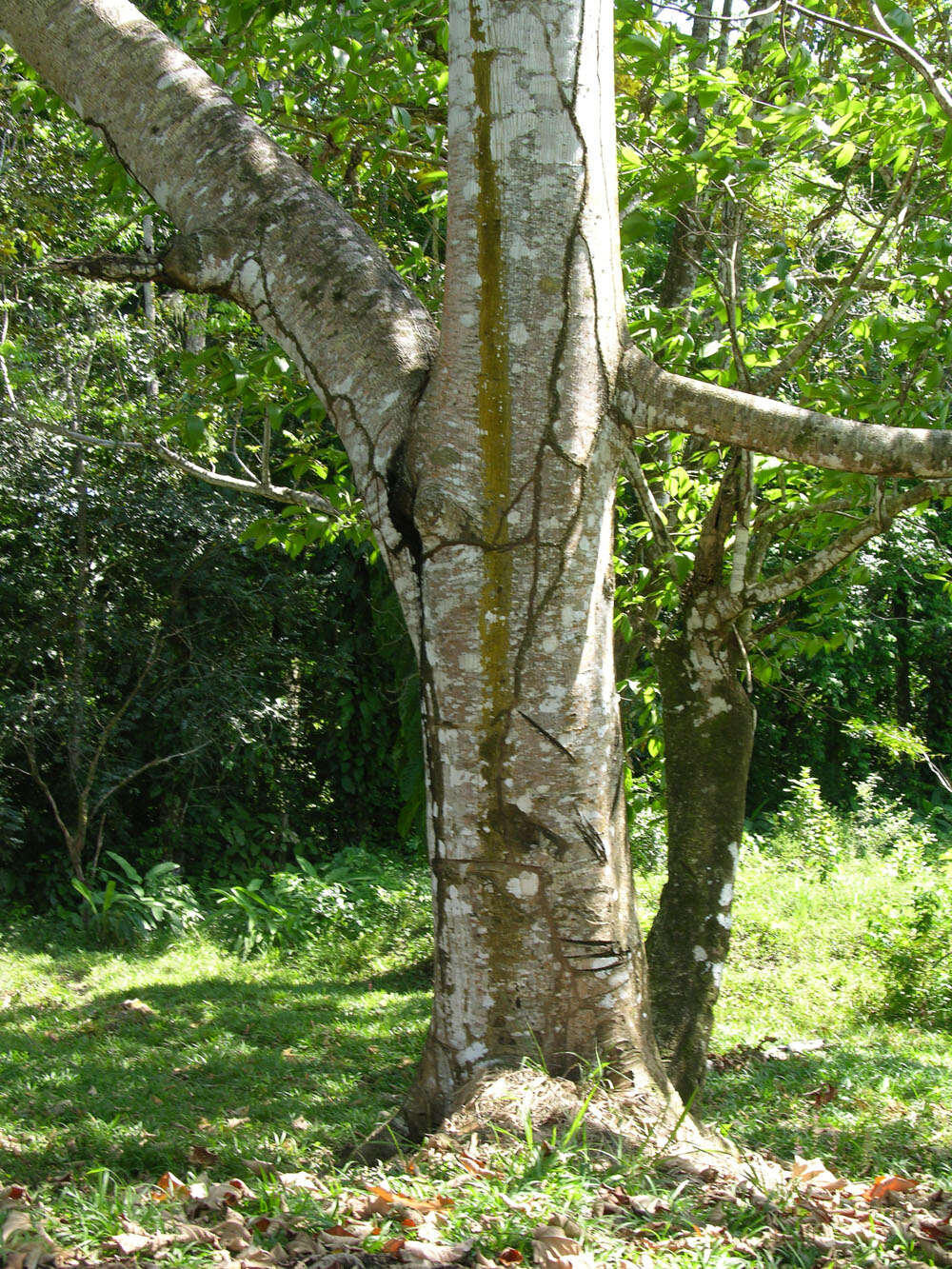 Image of balsa tree