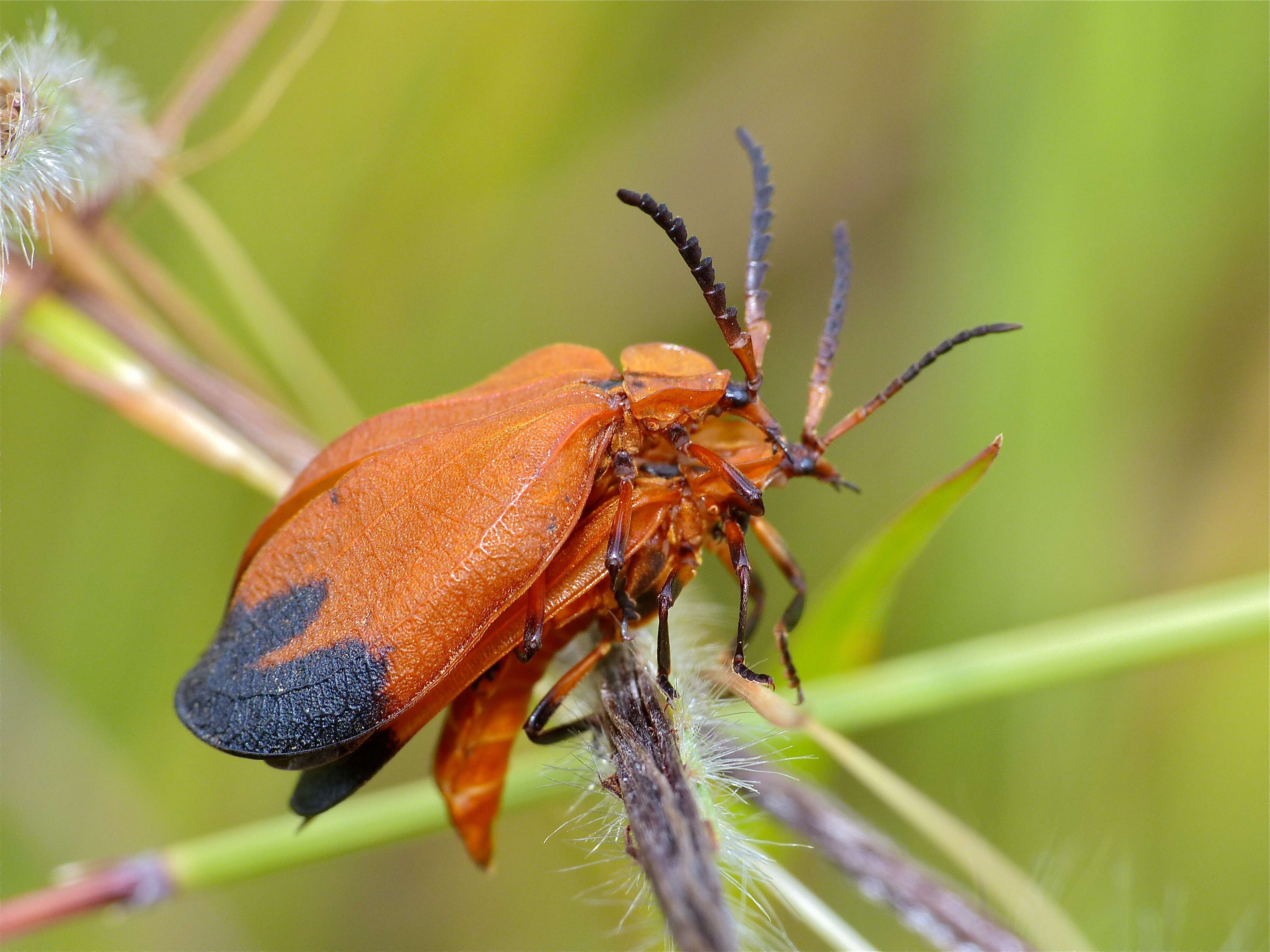 Слика од Lycus ampliatus