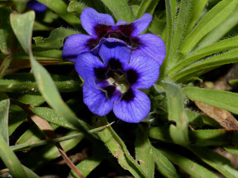 Image of Carpet flower