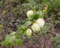 Image of pawpaw