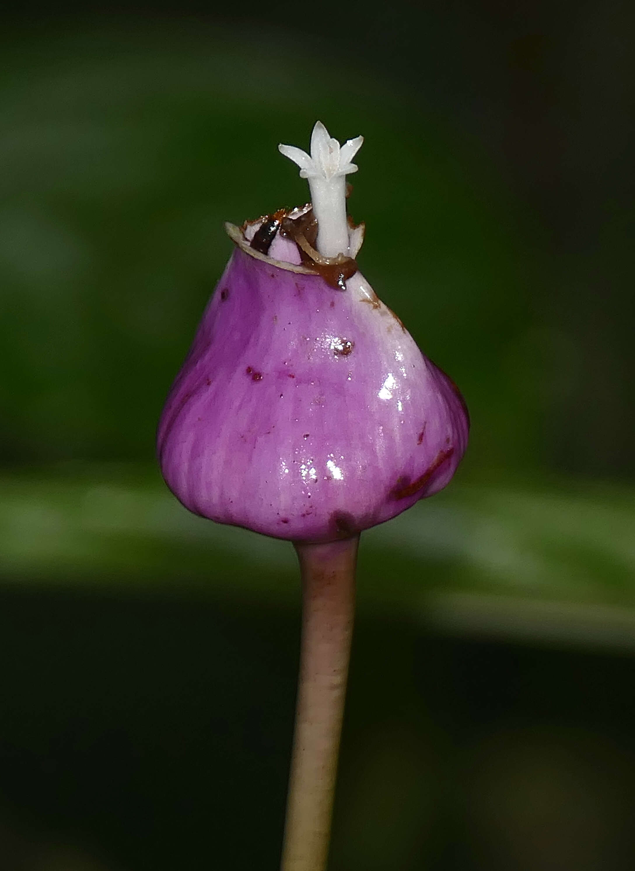 Plancia ëd Psychotria urceolata Steyerm.