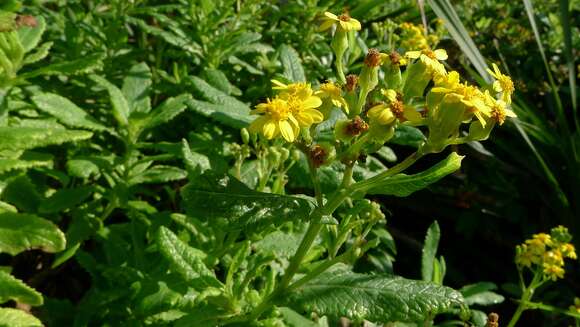 Image of fireweed groundsel