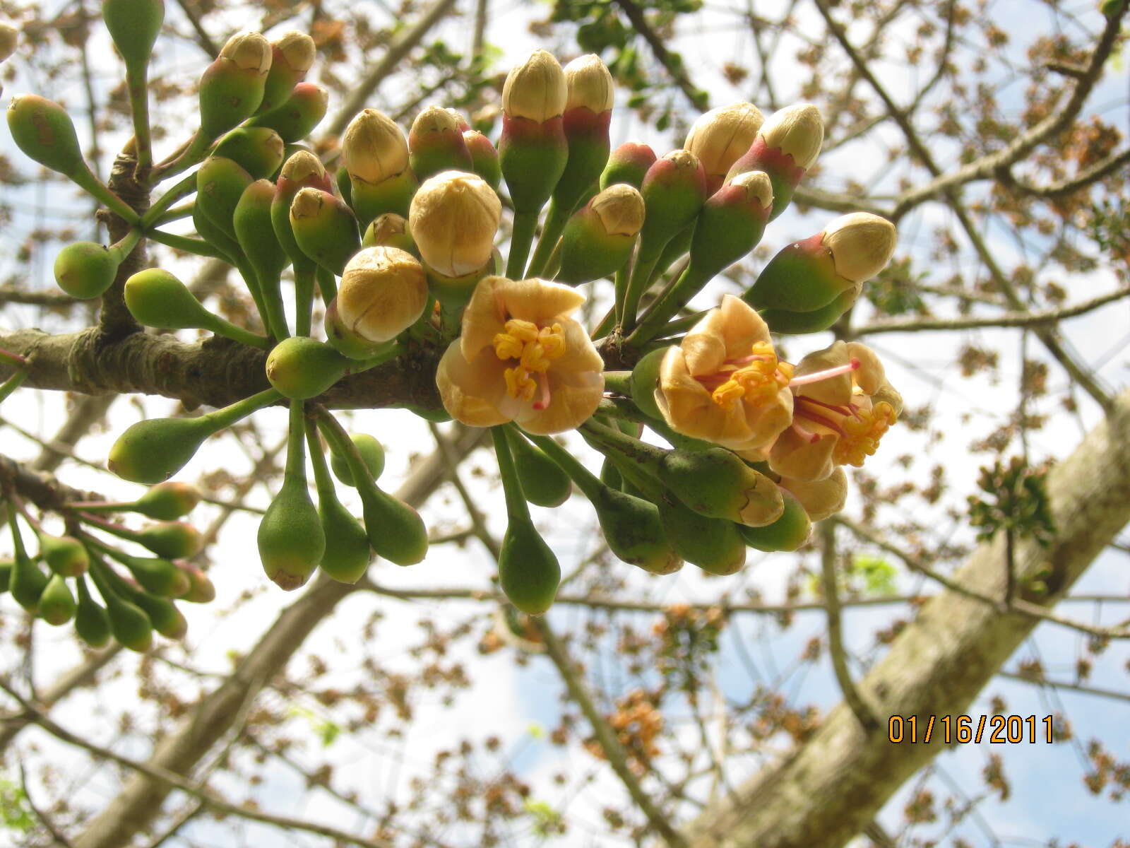 Image of ceiba