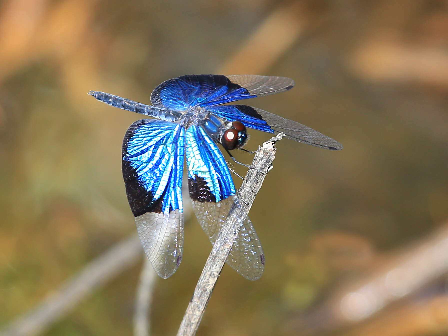 Image of Rhyothemis resplendens Selys 1878