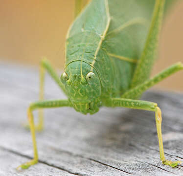 Image of Greater Angle-wing Katydid