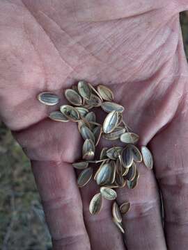 Imagem de Lomatium multifidum (Nutt.) R. P. Mc Neill & Darrach