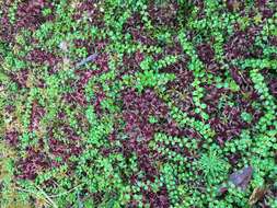 Image of creeping snowberry