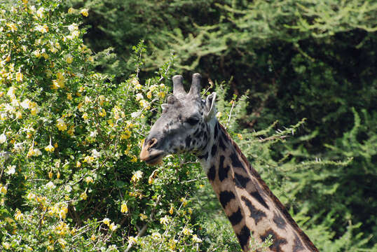 Image of Giraffe