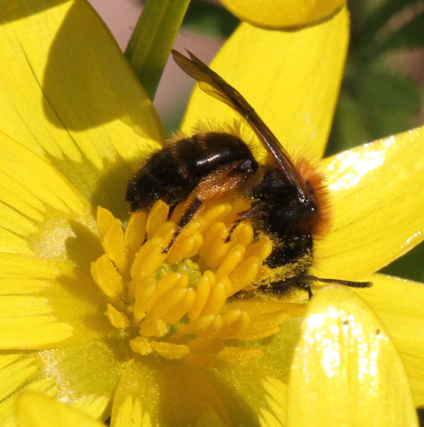 Image of Andrena bicolor Fabricius 1775