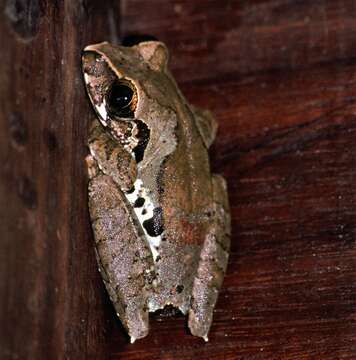 Image of Leaf-frogs; Tree Frogs
