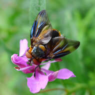 Image of Phasia