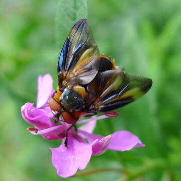 Image of Phasia hemiptera (Fabricius 1794)