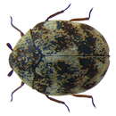 Image of Anthrenus namibicus