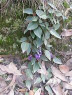 Image of coral-pea