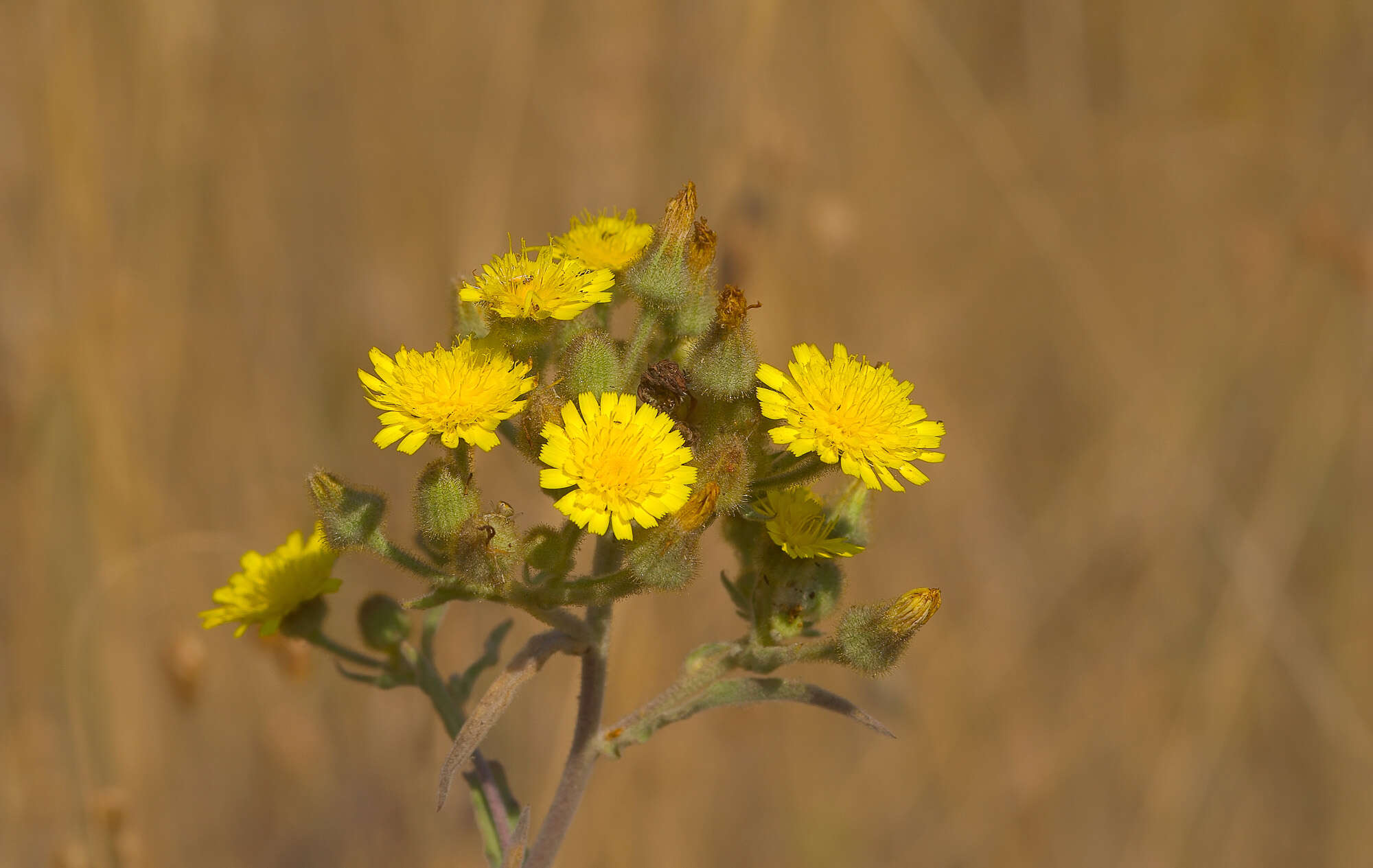 Image of Andryala integrifolia L.